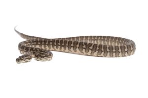 Morelia spilota mcdowelli, caramel